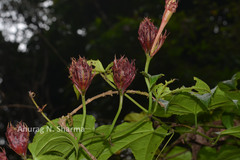 Trichosanthes tricuspidata